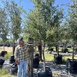 Encino Siempre Verde