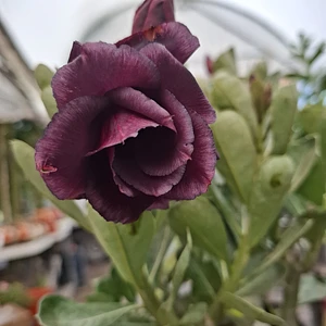 Rosa del Desierto