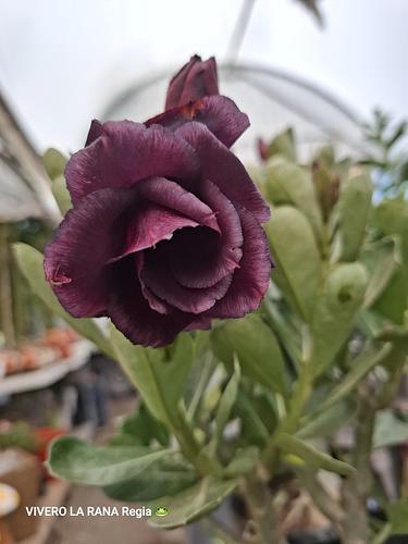 Rosa del Desierto en Guadalupe, Nuevo León