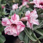 Rosa del Desierto