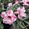 Rosa del Desierto