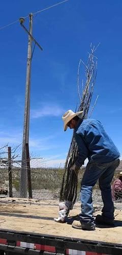Ocotillo en Montemorelos, Nuevo León