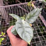 Alocasia Silver Dragon