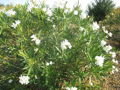 Adelfa Blanca en Allende, Nuevo León