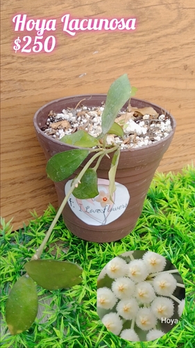 Hoya Lacunosa en Juárez, Nuevo León