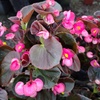 Begonias