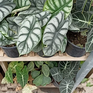 Alocasias