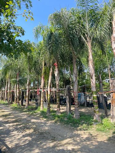 Palma Coco Plumoso en Montemorelos, Nuevo León