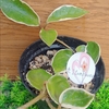 Hoya Tricolor