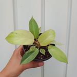 Philodendron Snowdrift