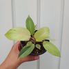Philodendron Snowdrift
