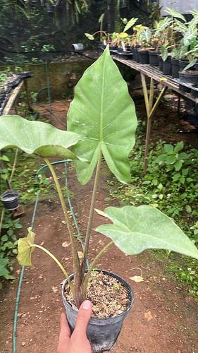 Alocasia Oreja de Elefante en Tres Valles, Veracruz