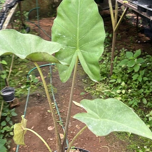 Alocasia Oreja de Elefante
