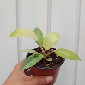 Philodendron Snowdrift