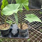 Alocasia Oreja de Elefante