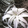 Tillandsia Xerographica