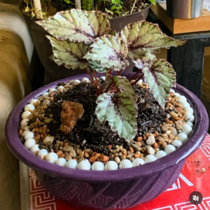 Begonia Rex