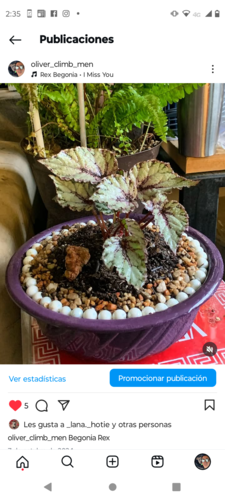 Begonia Rex en Guadalupe, Nuevo León