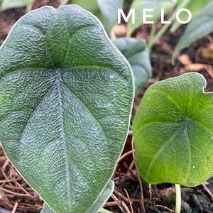 Alocasia Melo