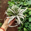 Tillandsia Xerographica