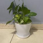 Paquete 3 Macetas Plásticas con Plato Base