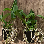 Cattleya Ratsima Spot