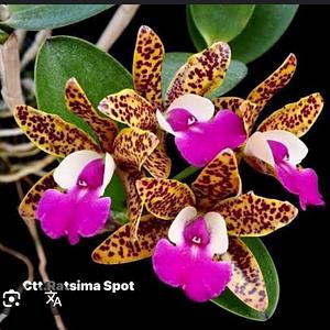 Cattleya Ratsima Spot