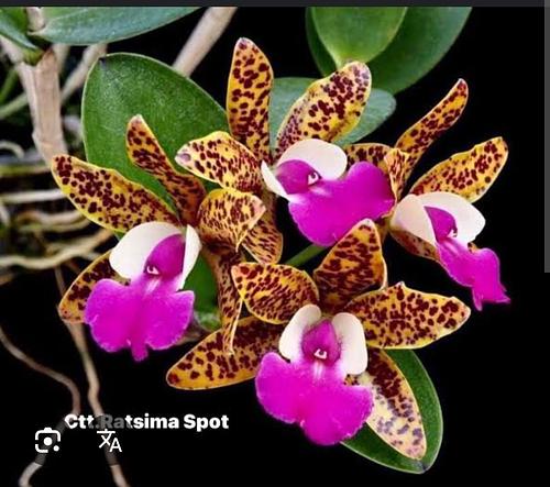 Cattleya Ratsima Spot en Puebla, Puebla