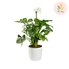 Planta Cuna de Moisés