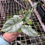 Alocasia Silver Dragon