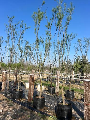 Retama o Palo Verde en Montemorelos, Nuevo León