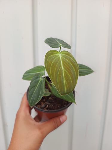Philodendron Melanochrysum en Berriozábal, Chiapas