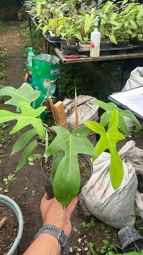 Philo Florida Green en Tres Valles, Veracruz