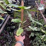 Filodendro 'Paraiso Verde'