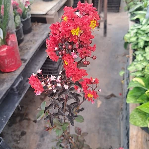 Crespón / Árbol de Júpiter