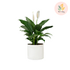 Planta Cuna de Moisés