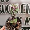 Variedad de Suculentas