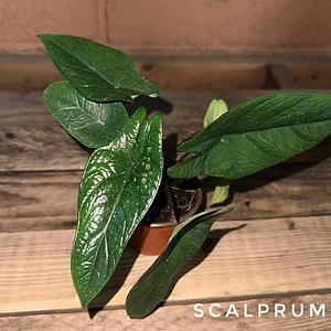 Alocasia Scalprum
