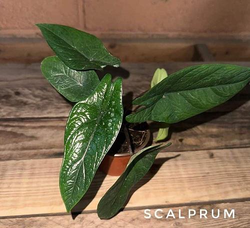 Alocasia Scalprum en Jiutepec, Morelos
