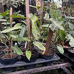 Filodendro 'Paraiso Verde'