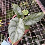 Alocasia Silver Dragon