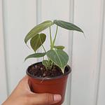 Philodendron Melanochrysum