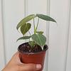 Philodendron Melanochrysum