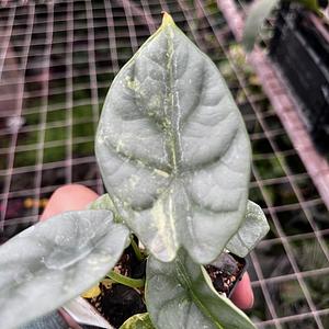 Alocasia Silver Dragon