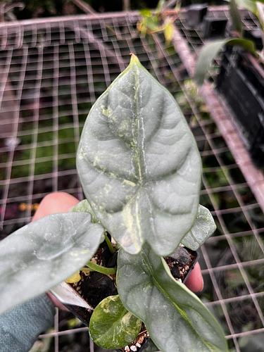 Alocasia Silver Dragon en Tres Valles, Veracruz