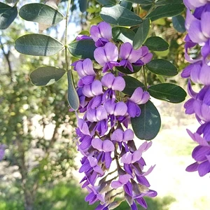 Colorín/ Laurel Texano