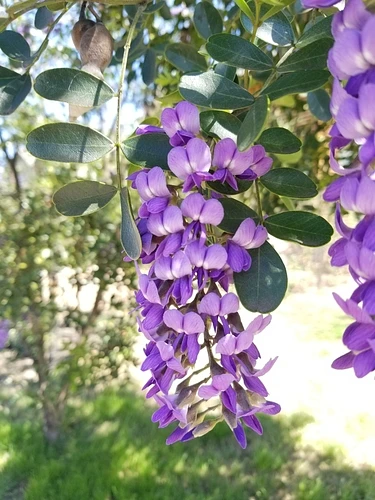 Colorín/ Laurel Texano en Monterrey, Nuevo León