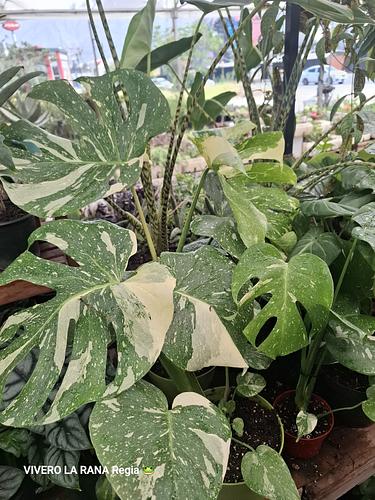 Monstera Variegada en Guadalupe, Nuevo León