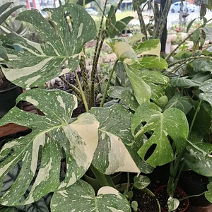Monstera Variegada