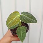 Philodendron Melanochrysum